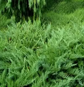    Juniperus   sabina Tamariscifolia